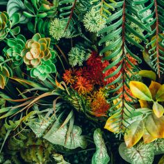 Close up group of background tropical green leaves texture and abstract background. Tropical leaf nature concept.